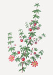 花纹