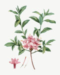 花纹