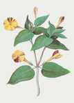 花纹