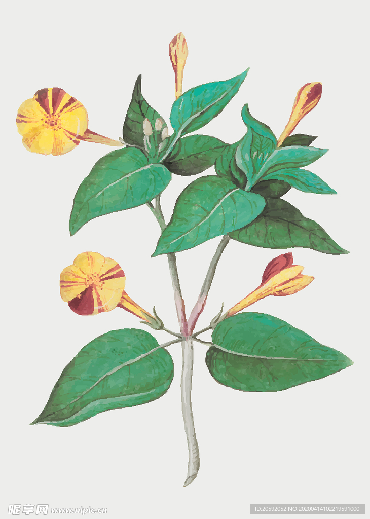 花纹