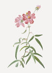 花纹