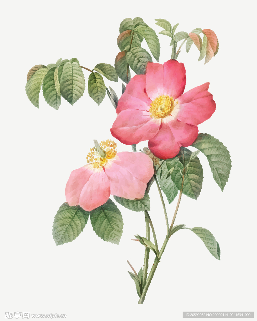 花纹