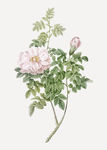花纹