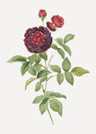 花纹