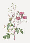 花纹