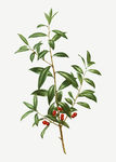 花纹