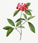 花纹