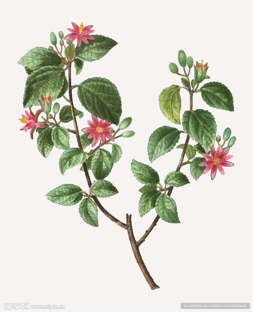 花纹