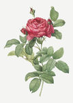 花纹