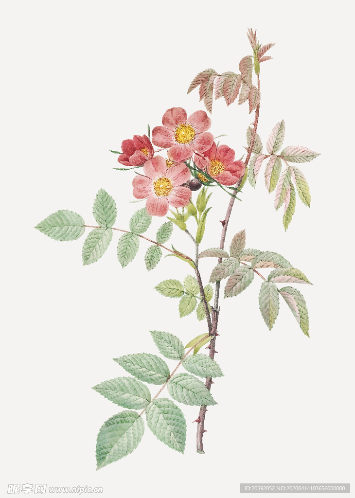 花纹