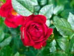 玫瑰花