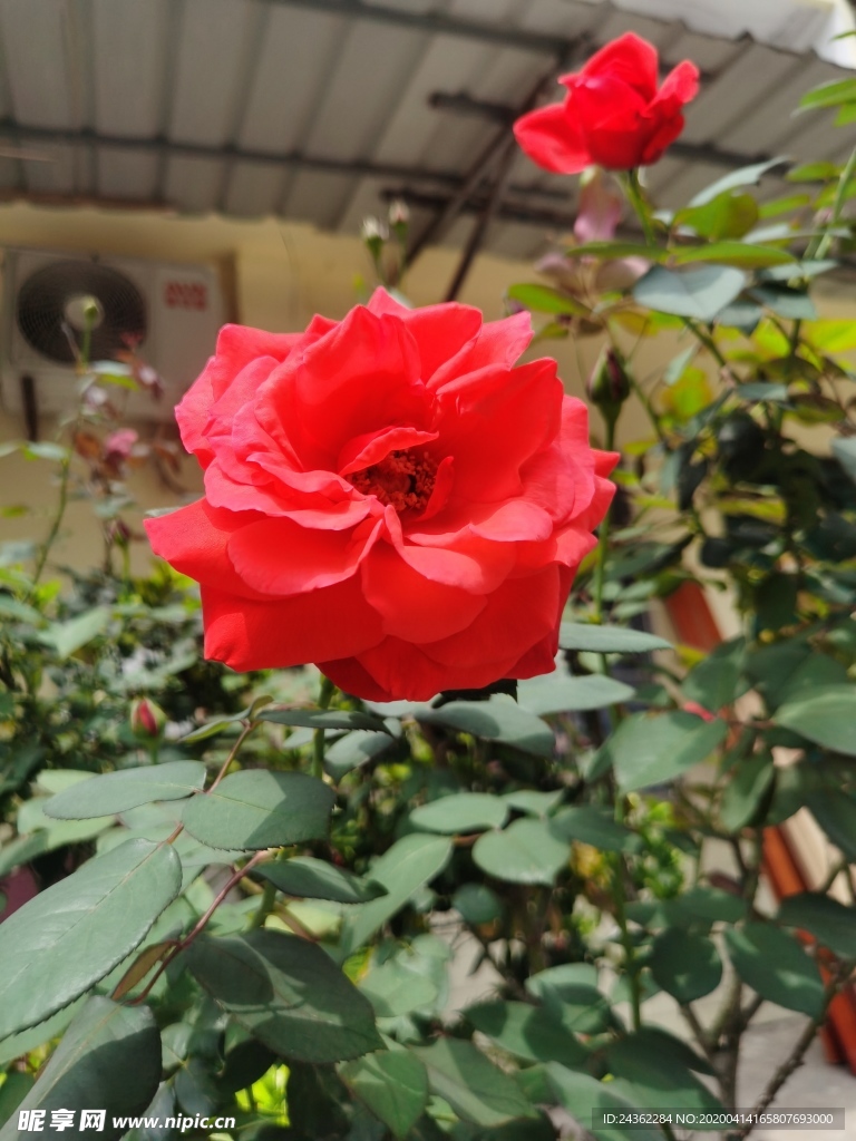 玫瑰花