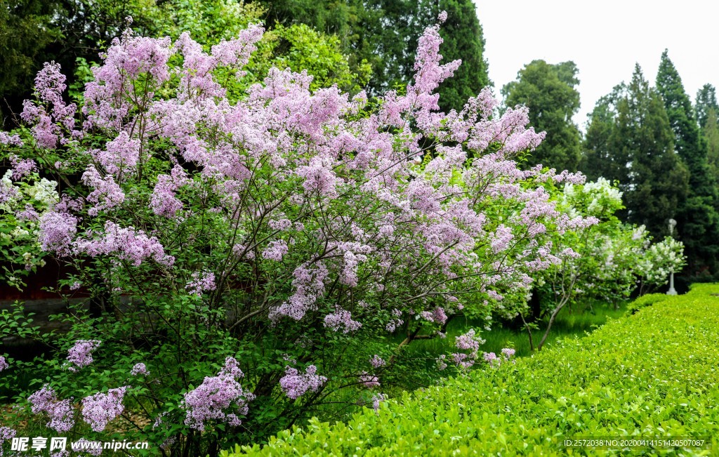 春暧花开