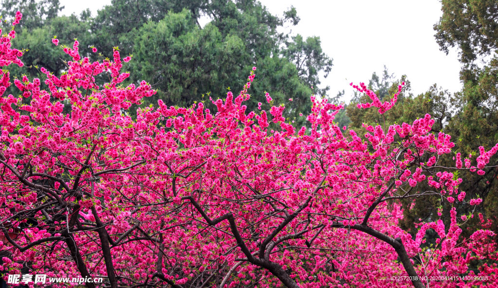 春花烂漫