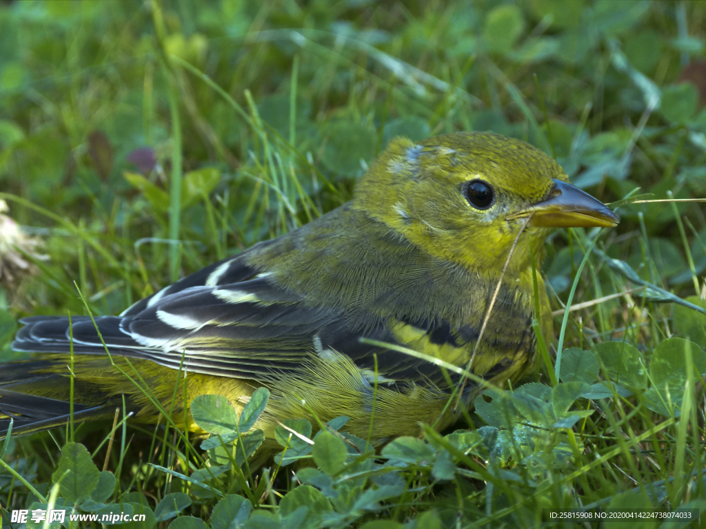 黄鹂空山鸟语图片
