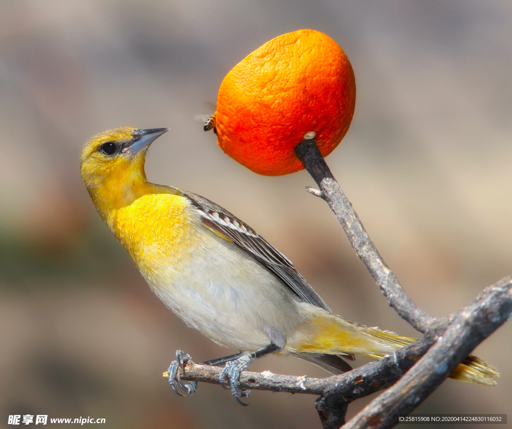 黄鹂空山鸟语图片