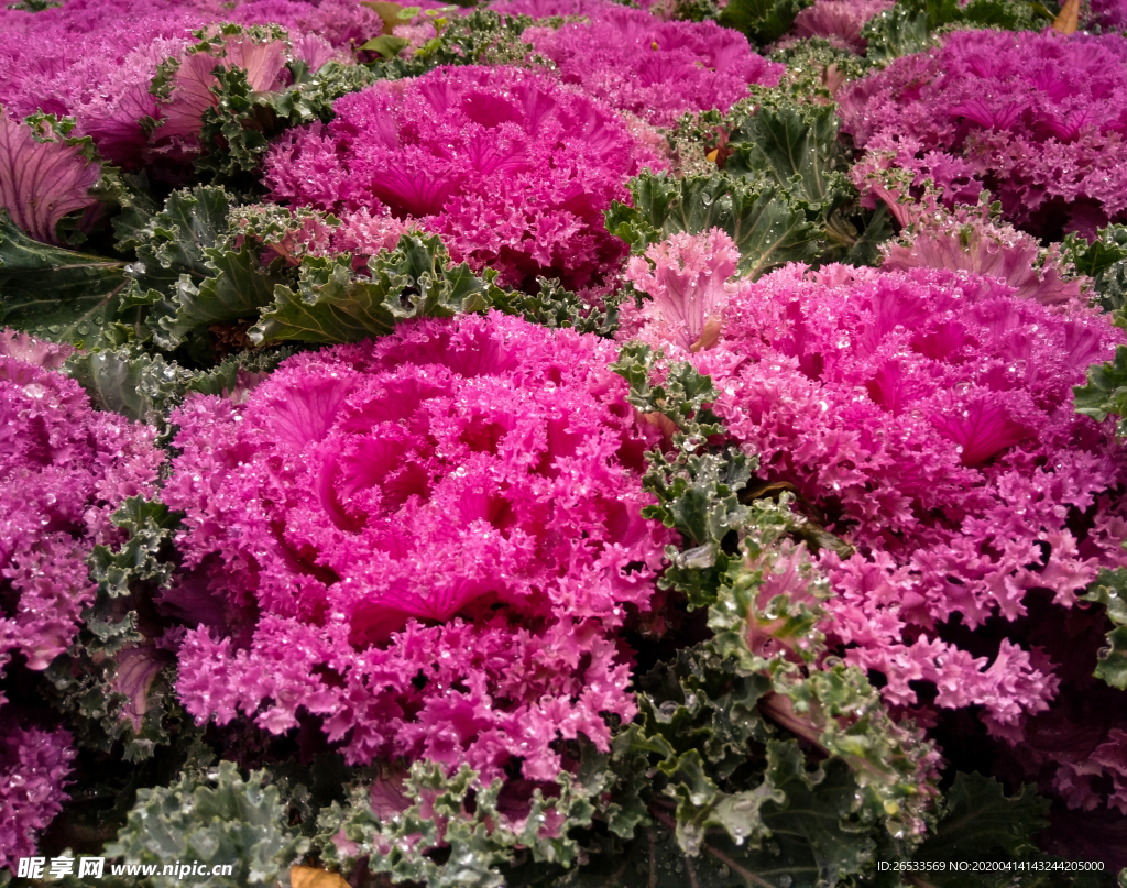 羽衣甘蓝 紫花甘蓝特写 露珠