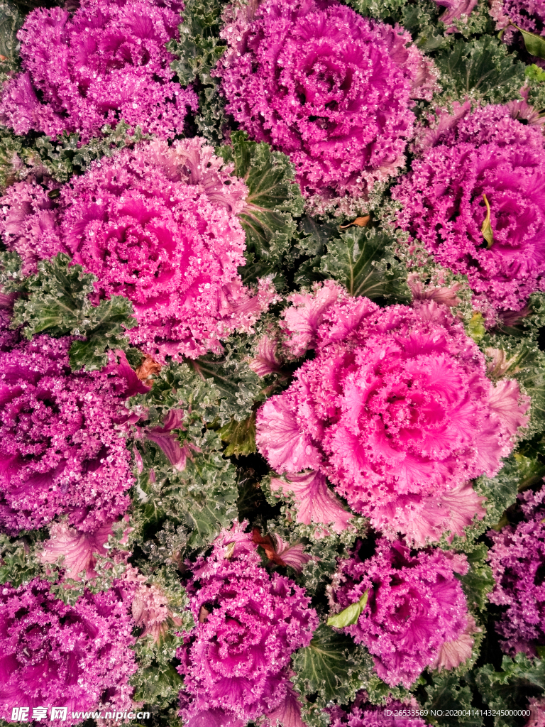 羽衣甘蓝 紫花甘蓝特写 花卉