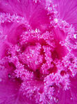 羽衣甘蓝 紫花甘蓝特写 花卉