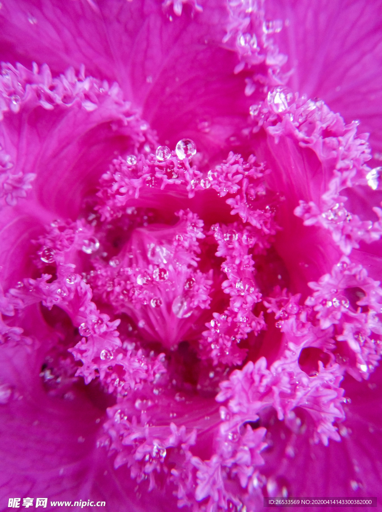 羽衣甘蓝 紫花甘蓝特写 花卉