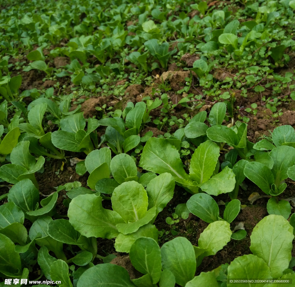 蔬菜苗 蔬菜 小苗 菜地 菜园