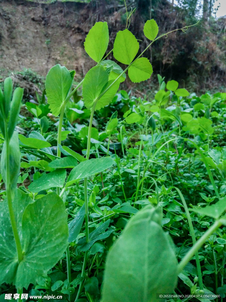 豌豆尖 豌豆苗 龙须菜 菜地