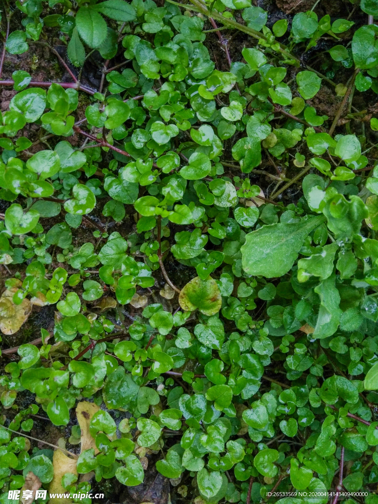 鹅肠草 鹅儿肠 植物 野生