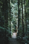 森林