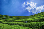 茶山