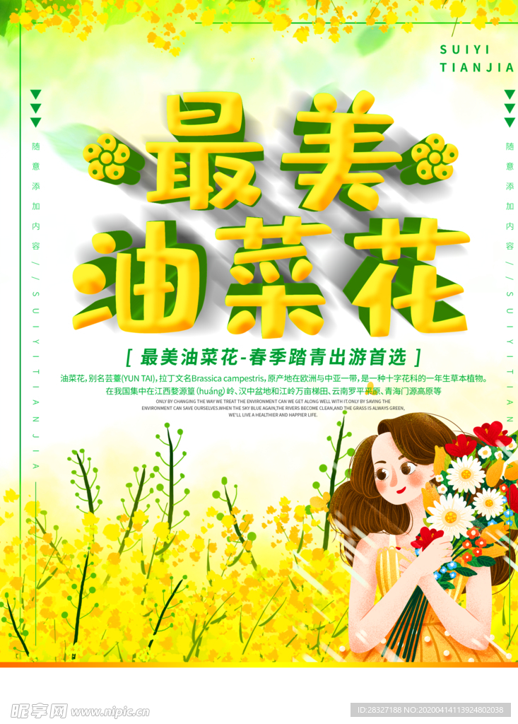 油菜花