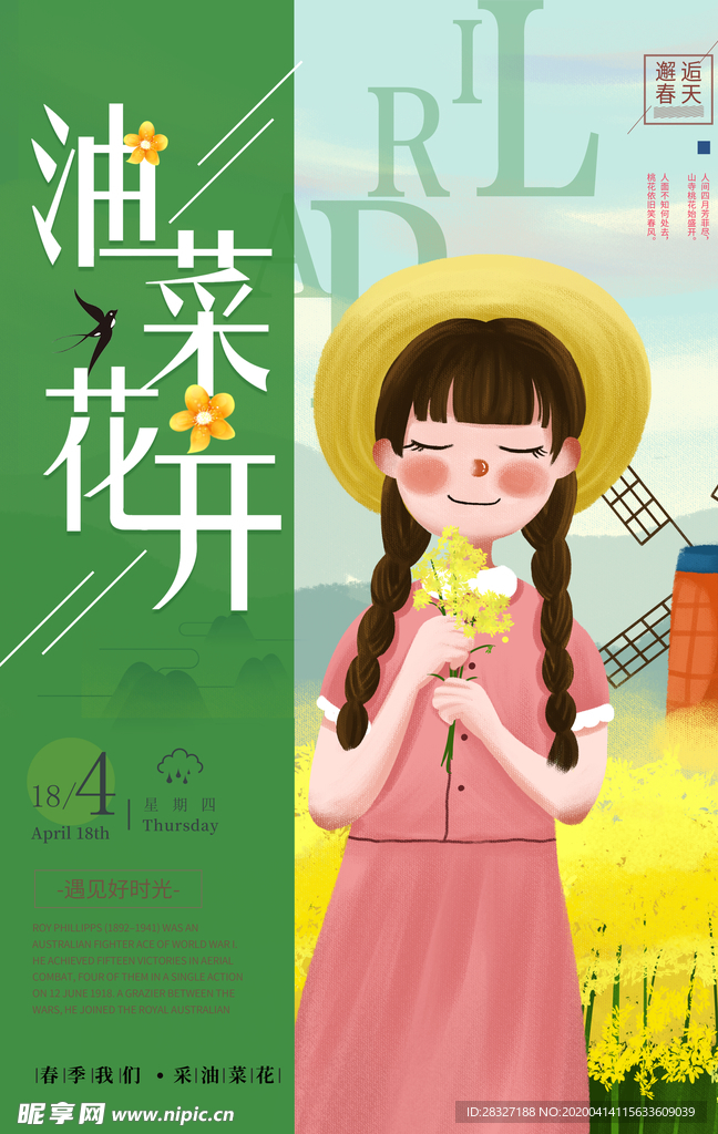 油菜花