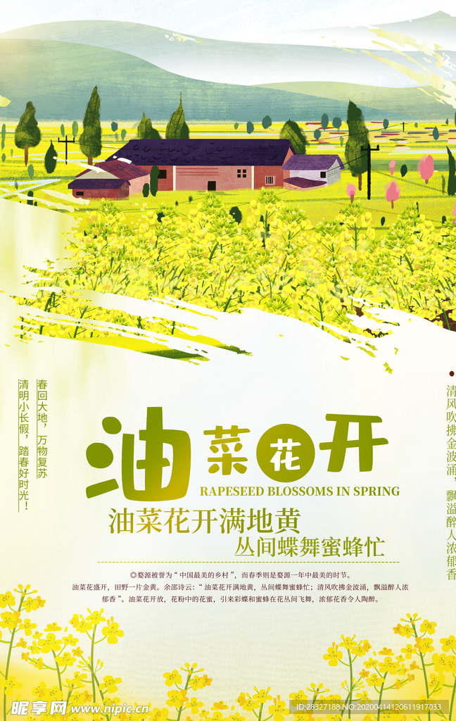 油菜花