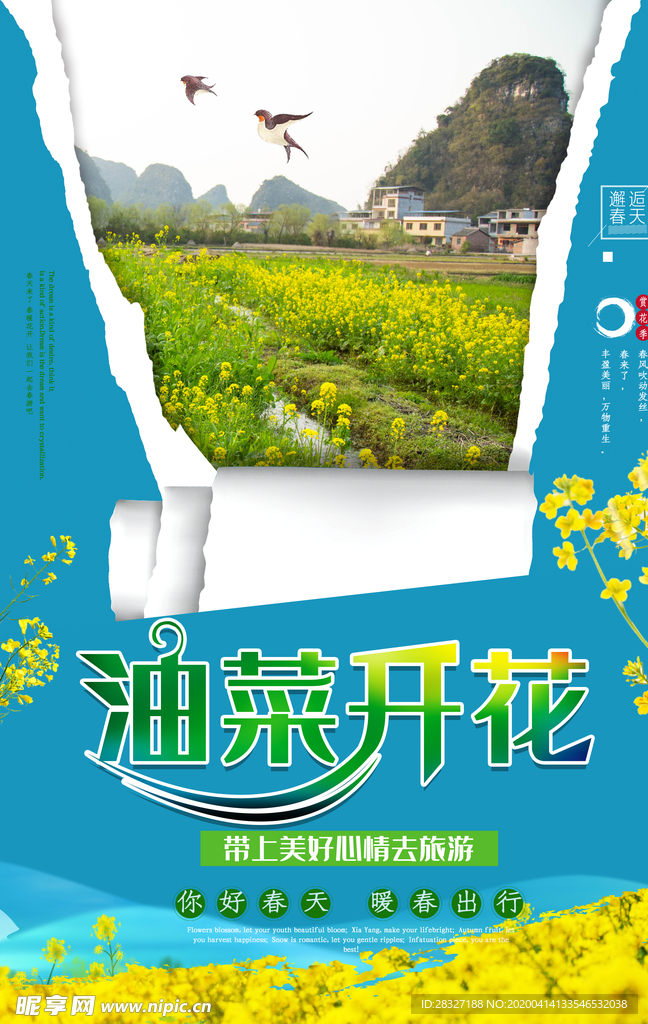 油菜花