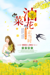 油菜花