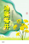 油菜花