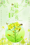 油菜花