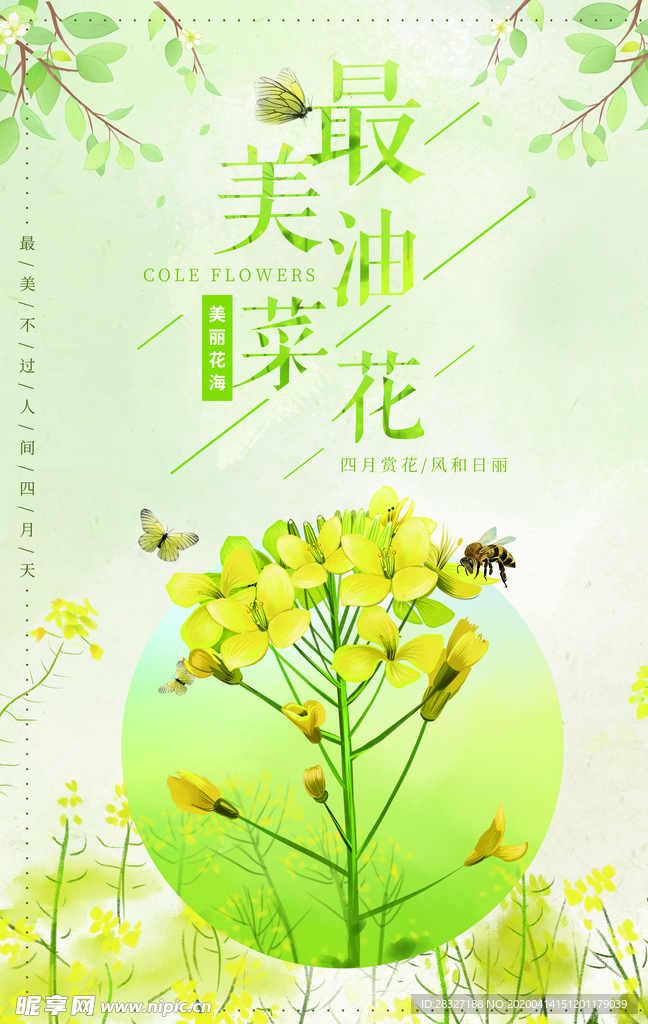 油菜花