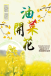 油菜花
