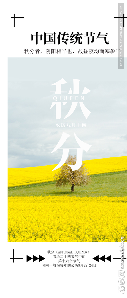 油菜花