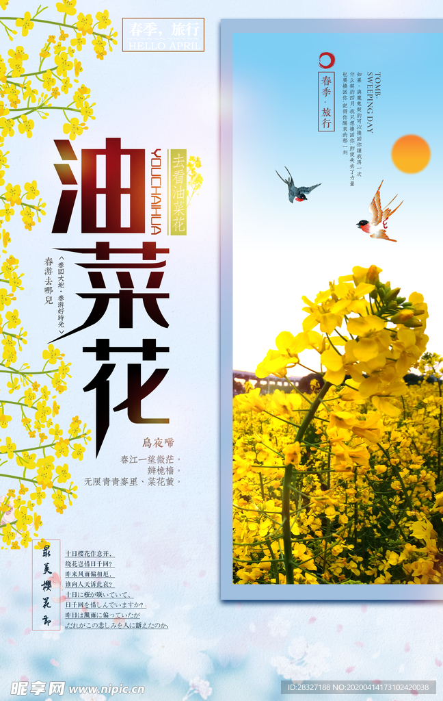油菜花
