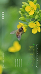 油菜花