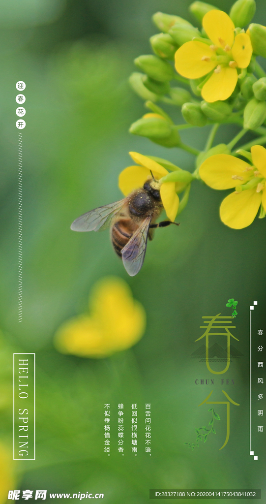 油菜花