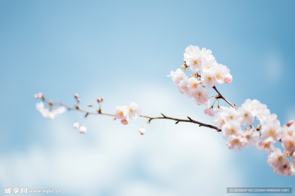 杏花