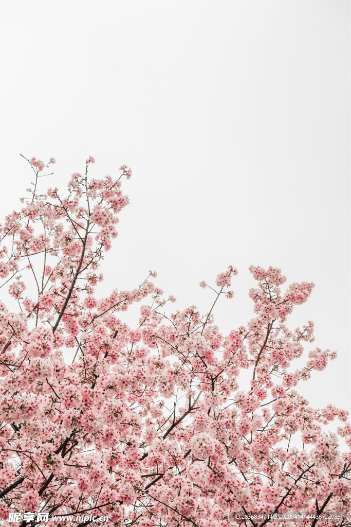 樱