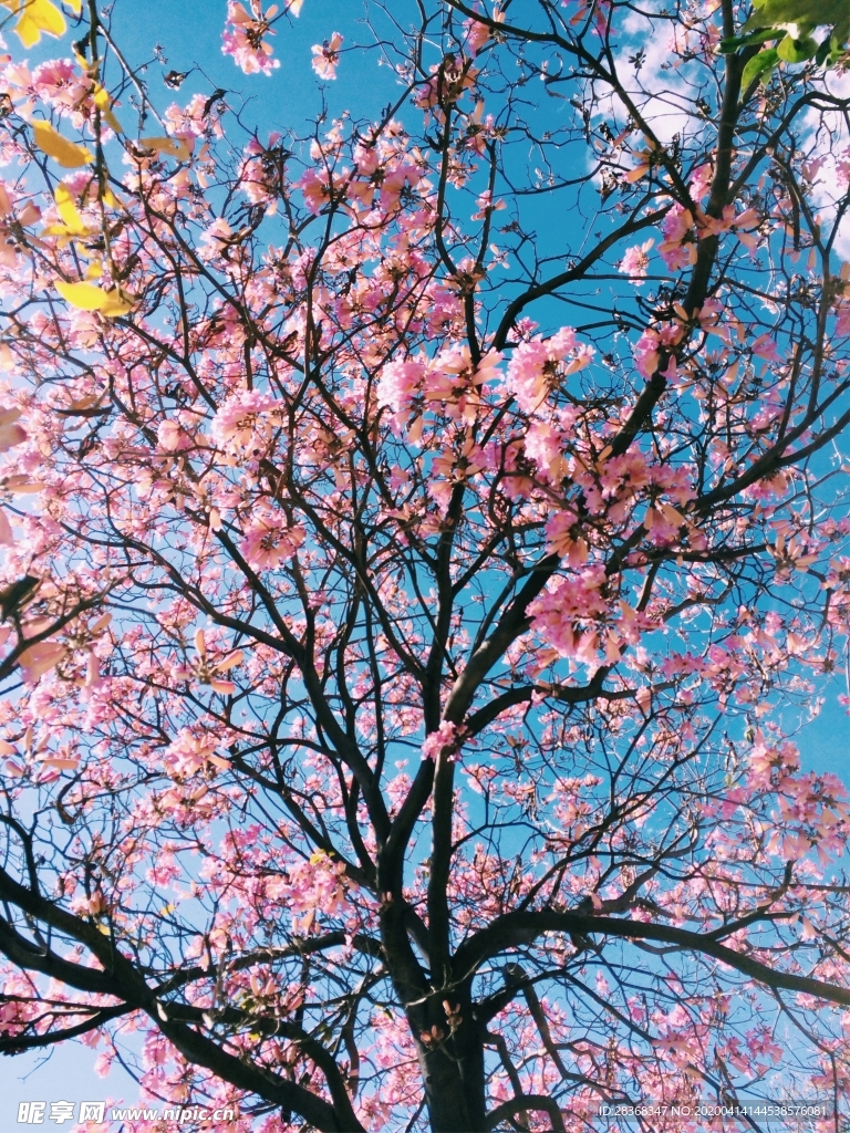 樱花
