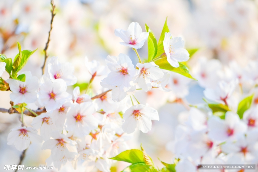 樱花