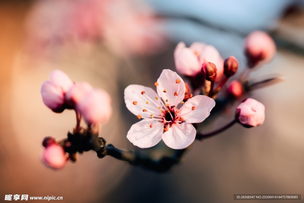 樱花