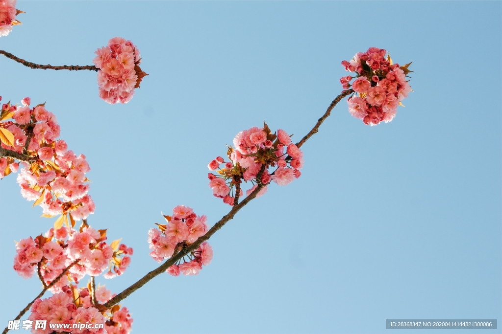 樱花