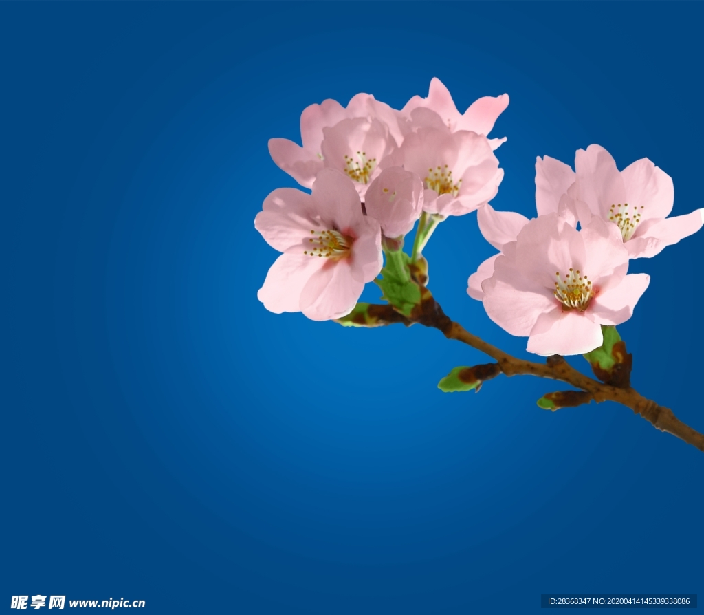 樱花