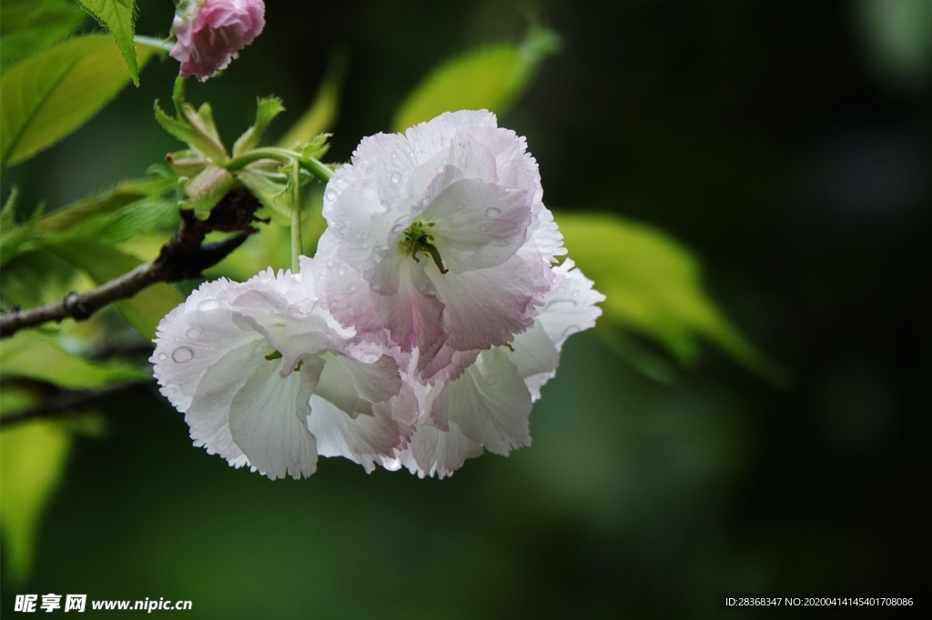 樱花